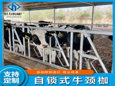 養殖場牛頸夾安裝的關鍵注意事項